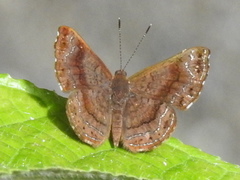 Calephelis laverna