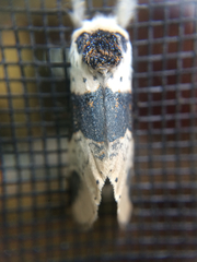 Furcula scolopendrina