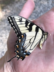 Papilio glaucus