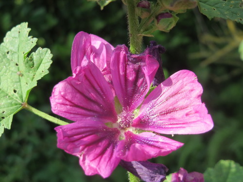 Malva de Campo (Malva sylvestris) · NaturaLista.co