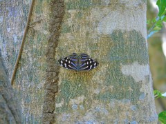 Myscelia cyaniris alvaradia