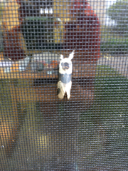 Furcula scolopendrina