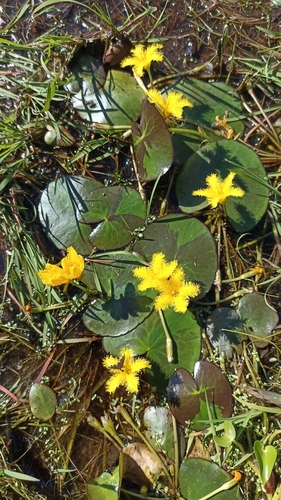 Nymphoides fallax (Nymphoides fallax)