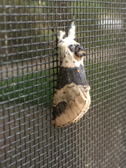 Furcula scolopendrina