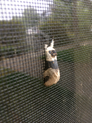 Furcula scolopendrina