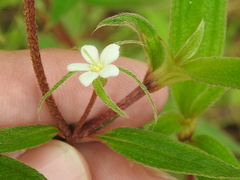 Chaetogastra longifolia image