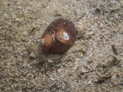 Sepiadarium austrinum