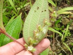 Miconia dependens