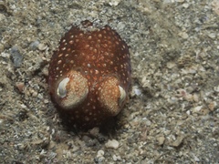 Sepiadarium austrinum