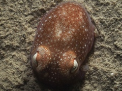 Sepiadarium austrinum