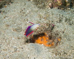 Nemateleotris decora