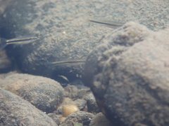 Rhinichthys atratulus