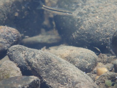 Rhinichthys atratulus