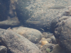 Rhinichthys atratulus