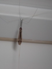 Brachypremna dispellens