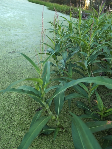 Persicaria glabra iNat (2)