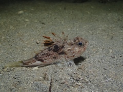 Maxillicosta scabriceps