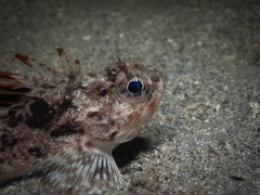 Maxillicosta scabriceps