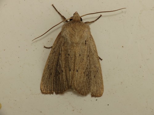 Fenn's Wainscot