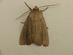 Protarchanara brevilinea