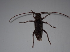Elaphidion mucronatum