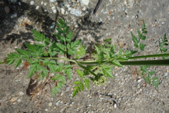 Conioselinum