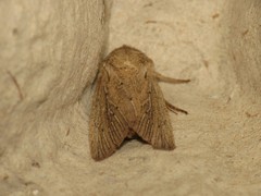 Protarchanara brevilinea