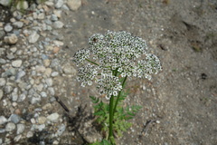 Conioselinum