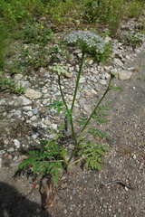 Conioselinum