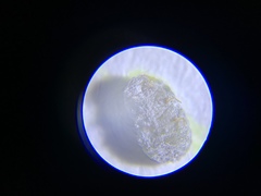 Dactylopius coccus