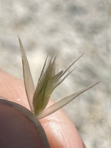 Image of Blepharidachne kingii by (c) Matt Berger, some rights reserved (CC BY)