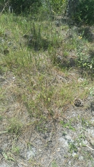 Chapmannia floridana