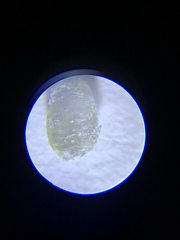Dactylopius coccus