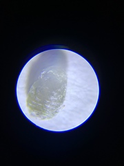 Dactylopius coccus