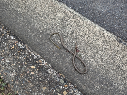 Common Tree Snake sighting