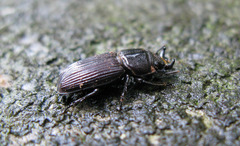 Nigidius sinicus