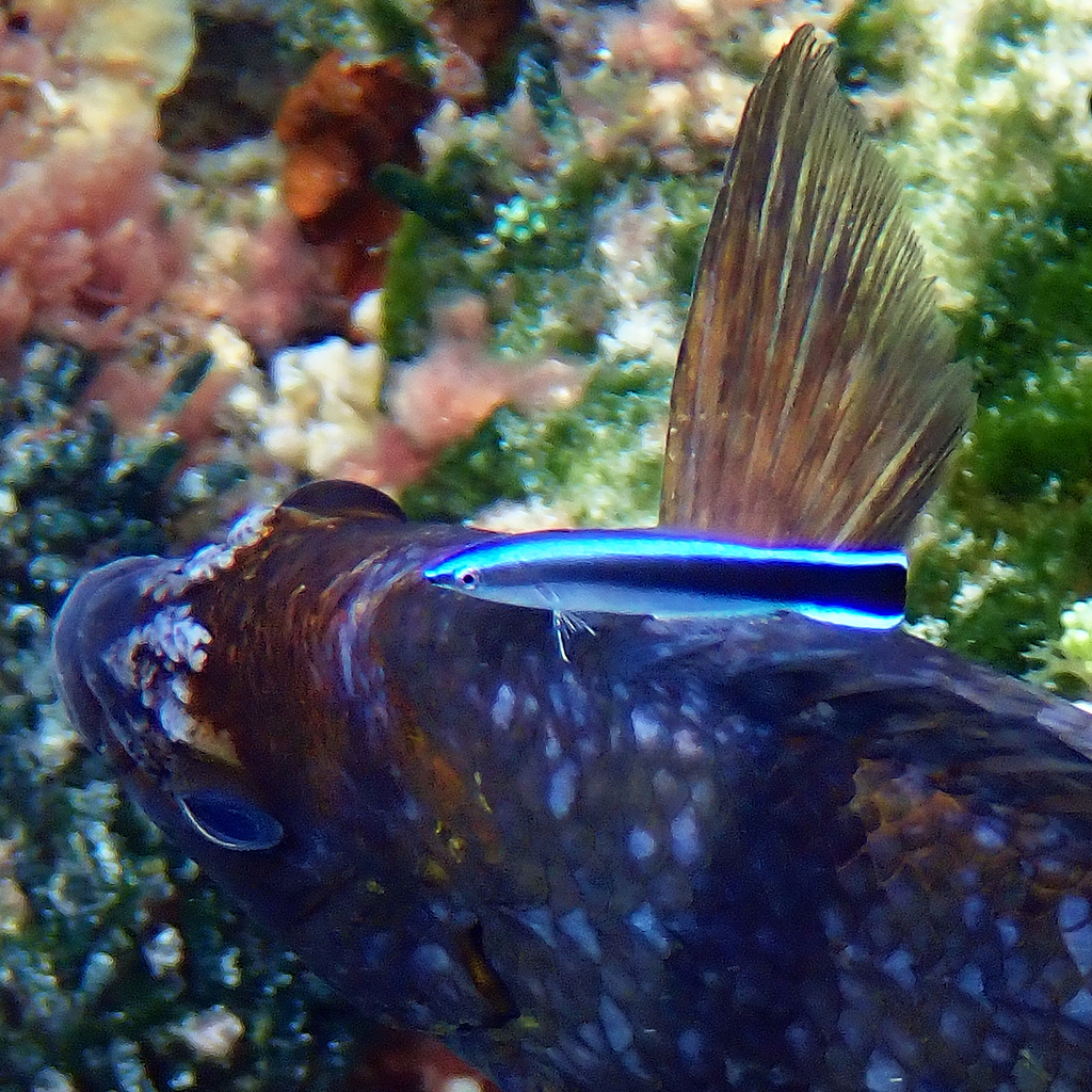 Cleaner wrasse cleaning a large grouper on the reef