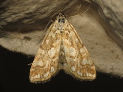 Elophila nymphaeata