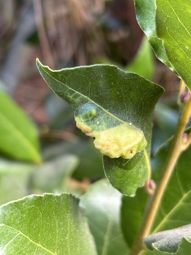 iNaturalist observation photo of Bay Sucker