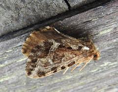 Korscheltellus gracilis