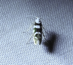 Argyresthia calliphanes