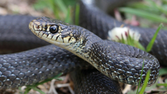 Hierophis viridiflavus carbonarius