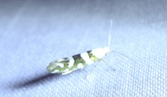 Argyresthia calliphanes