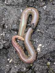 Phyllodocida