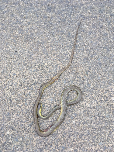 Common Tree Snake sighting