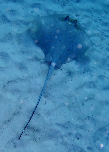 Neotrygon australiae