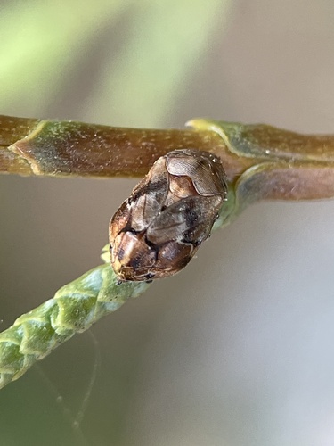 Cypress Spittlebug