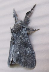 Dasychira grisefacta