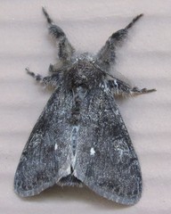 Dasychira grisefacta