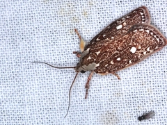 Euchaetis metallota